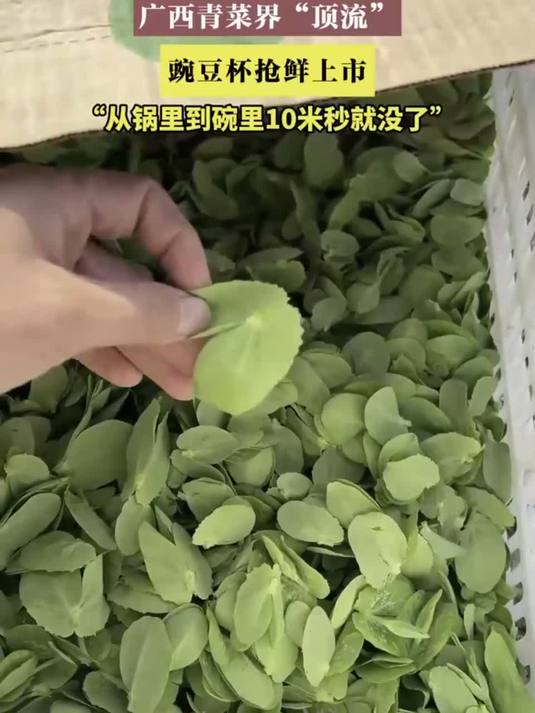 广西青菜界“顶流”,豌豆杯抢鲜上市
