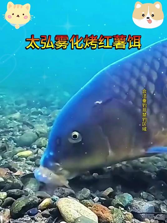 天然红薯发酵饵料,野钓黑坑通杀,钓鱼人都说好用!