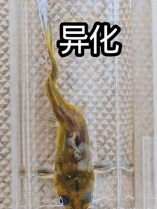 发现异化黄角峰鱼,和招财猫鱼混养能否存活