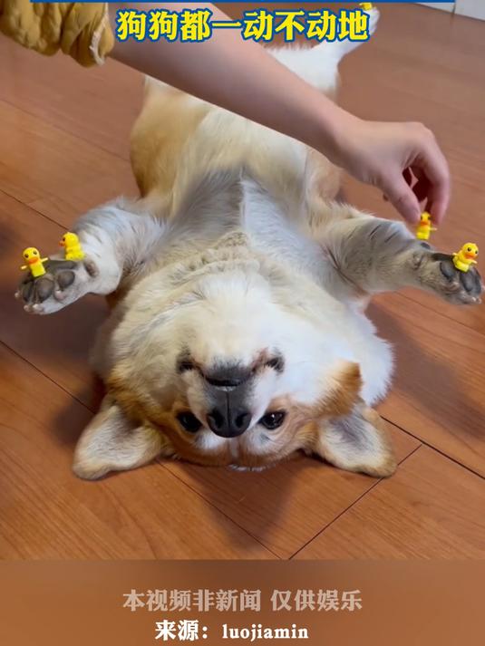 柯基真的情绪超稳定,主人在狗狗身上放上数只小鸭子摆件
