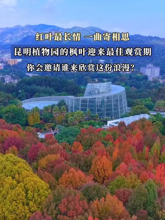 红叶最长情、一曲寄相思,昆明植物园的枫叶迎来最佳观赏期