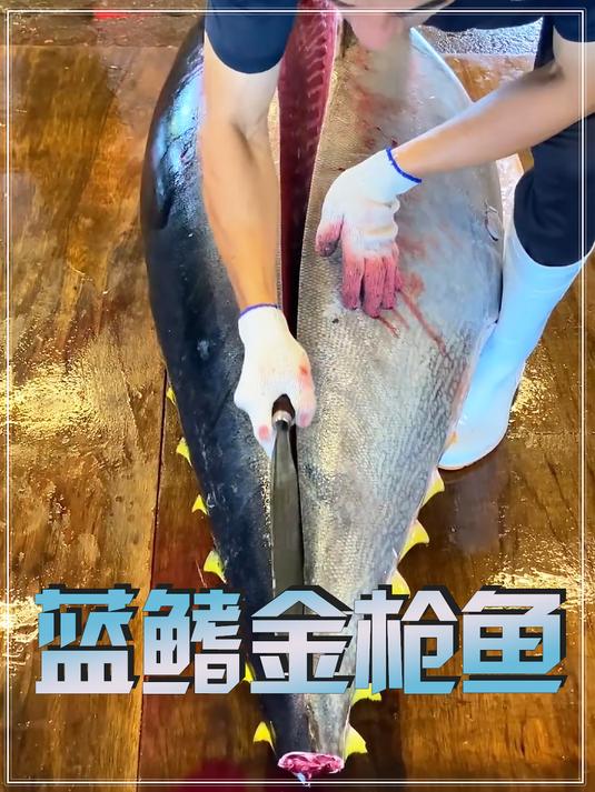被誉为鱼中劳斯莱斯的蓝鳍金枪鱼,到底为什么这么贵呢?