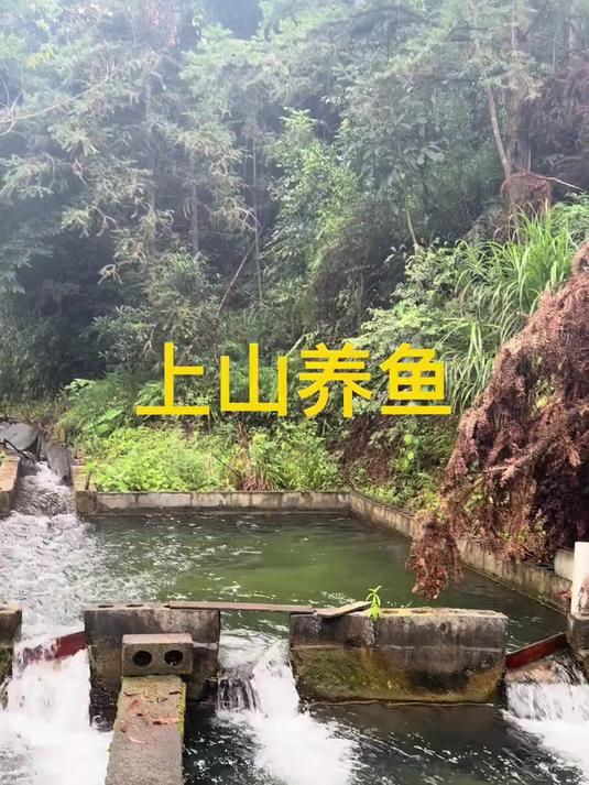 山上不仅能放羊，还能用来养鱼呢，鱼塘建在山上直接用山泉水养鱼