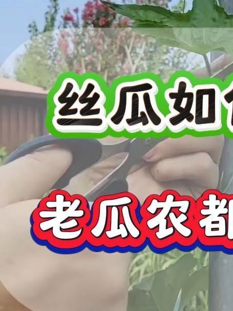 #丝瓜种植# 丝瓜如何控旺打头 老瓜农都在用的方法 #丝瓜# #三农#