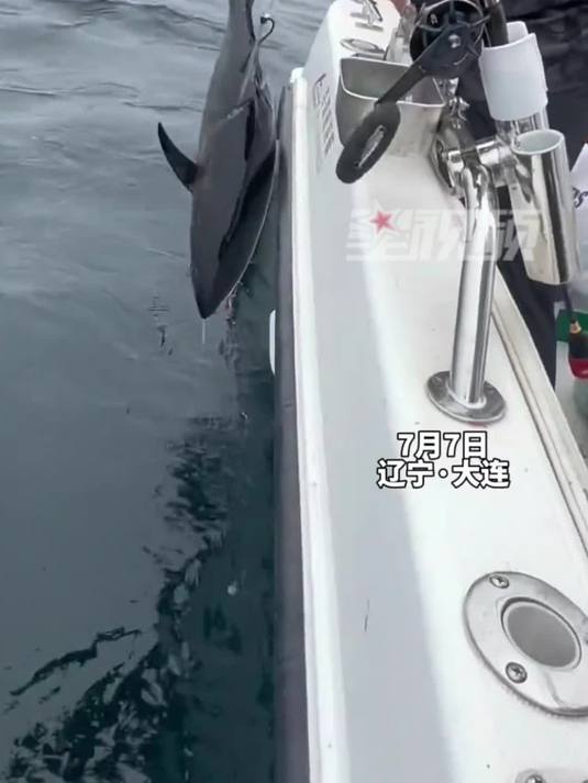 新手光环!25岁小伙首次海钓,意外钓获25斤蓝鳍金枪鱼,众人欢呼