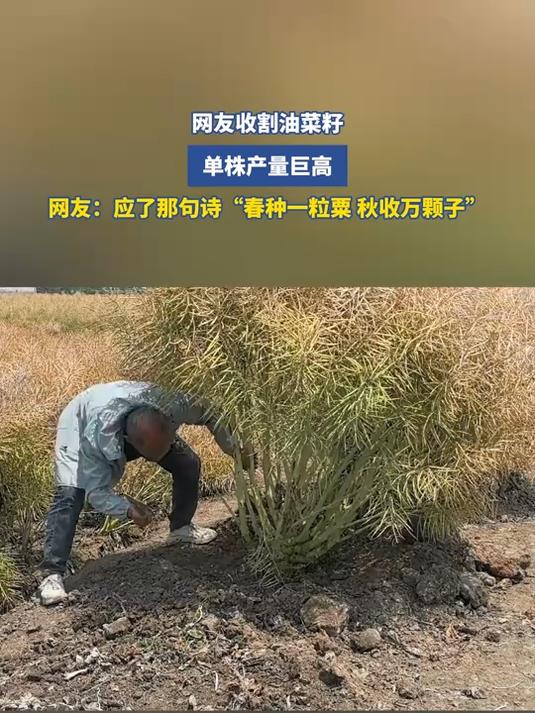 网友收割油菜籽，单株产量巨高，网友：应了那句诗“春种一粒粟，秋收万颗子”