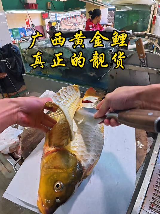 这条鲤鱼是不是今年最靓的一条鱼 #广西鱼生