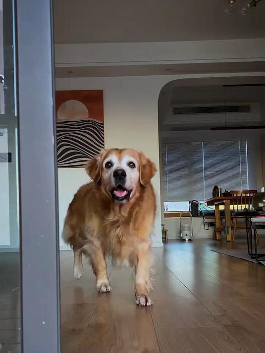 你们会喜欢这样的狗狗吗?