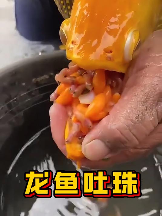 龙鱼奇特的哺育方式