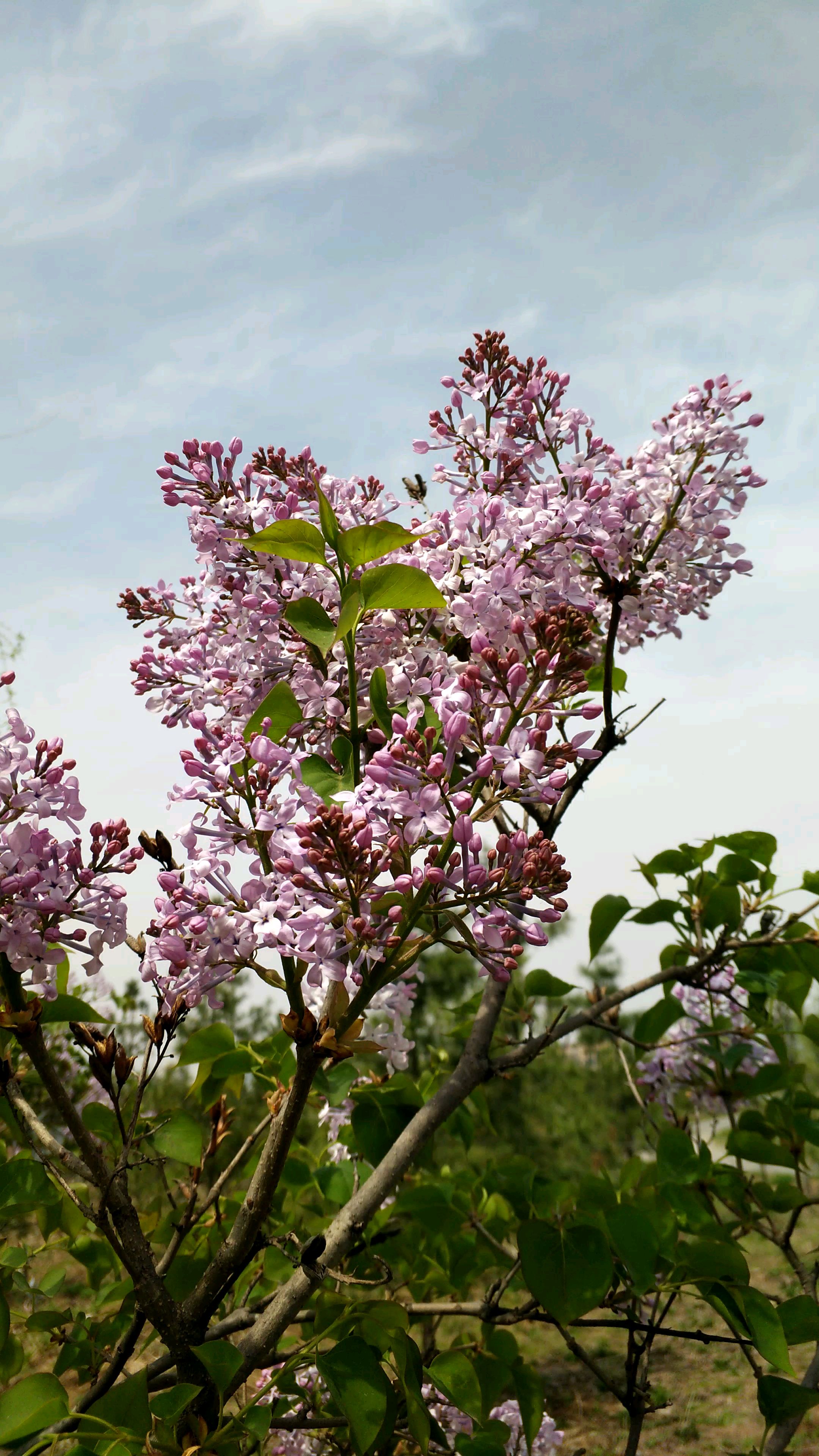 丁香花的功效与作用