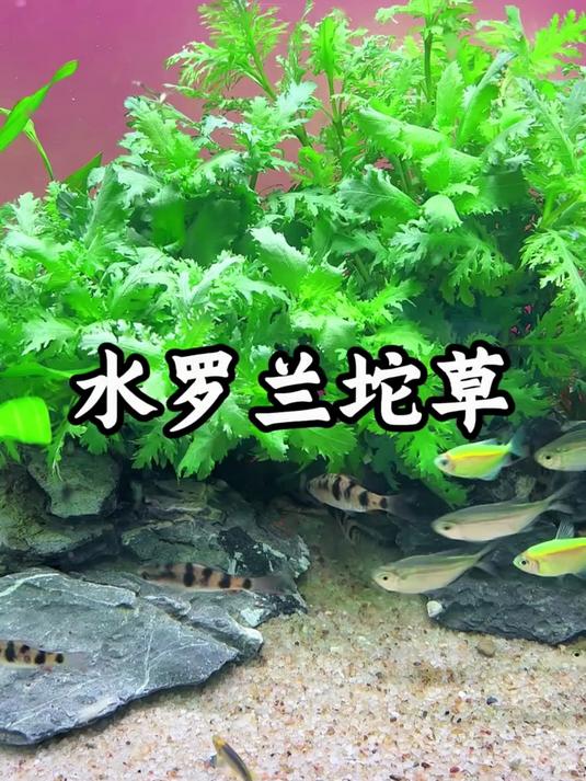 不用种不用栽,扔水里就活!#养鱼##养鱼日记##新手养鱼##鱼缸造景#