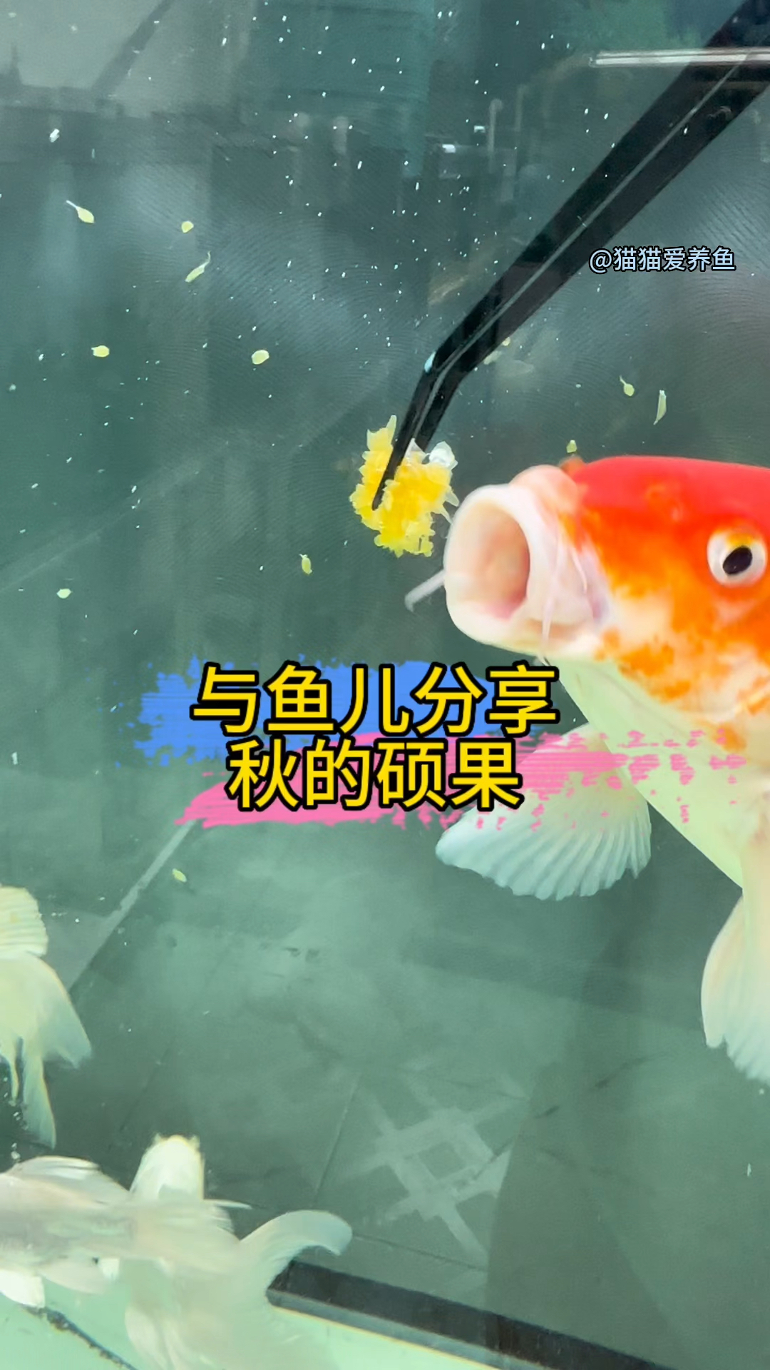 金秋硕果,让我的鱼儿也实现水果自由。猜猜今天它想吃什么果?