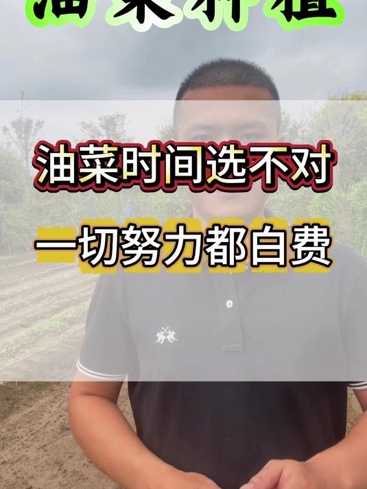 油菜种植 油菜种植时间选不对,再多努力都白费