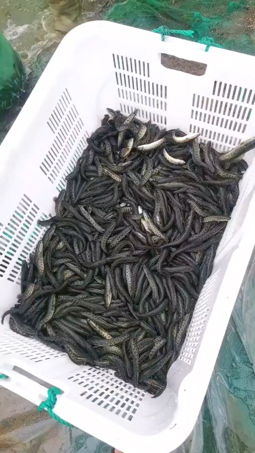 杂交黑鱼鱼苗,生长速度快,养殖周期短,抗病能力强,养殖效益高。