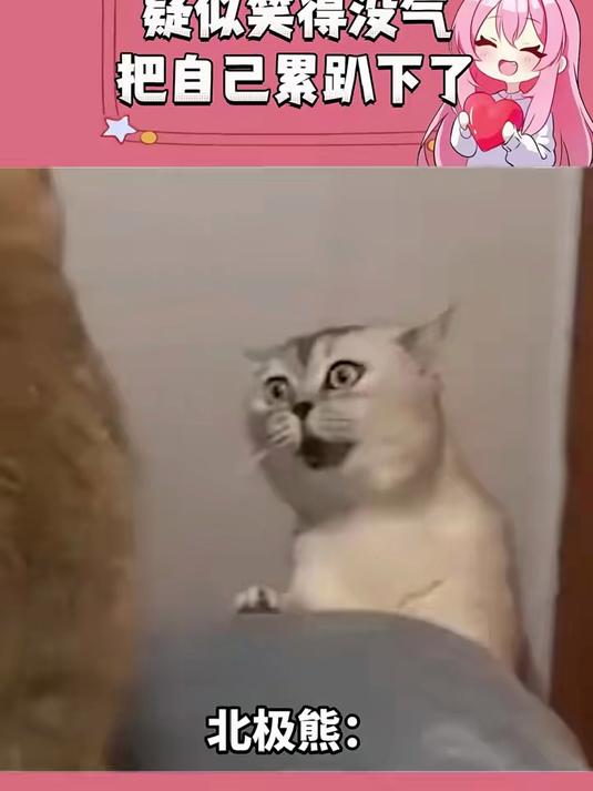 北极熊都不白来嗷