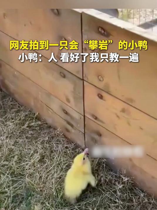 网友拍小鸭 “攀岩” 秀绝技 小鸭:看好了我只教一遍
