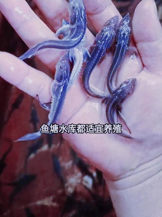 日常科普,鲟鱼养殖,你了解了吗?