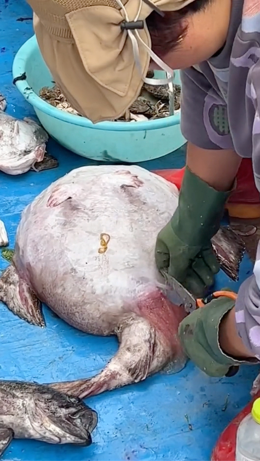 真是个宝藏鱼,你们吃过吗,它肚子里的东西能吃吗?