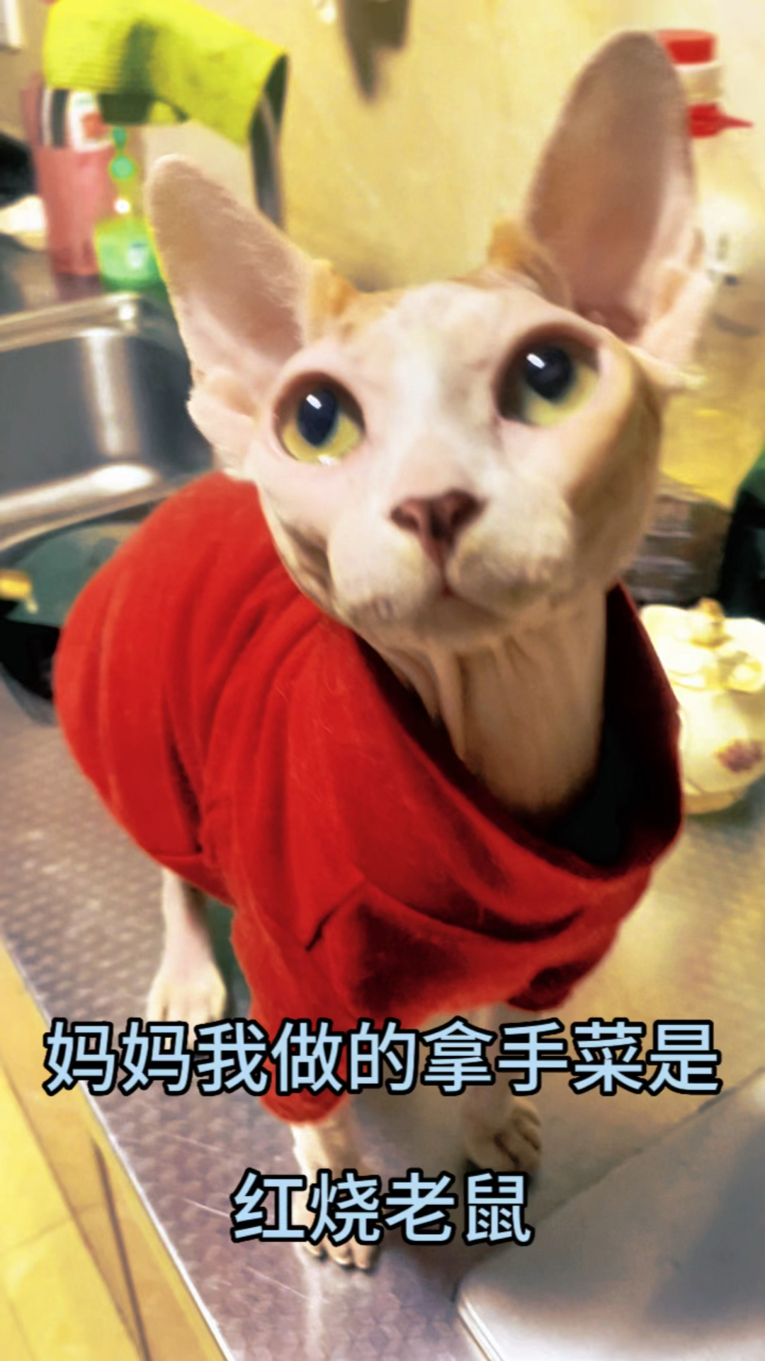 猫同学吉祥侃大山:我的拿手好菜是红烧老鼠