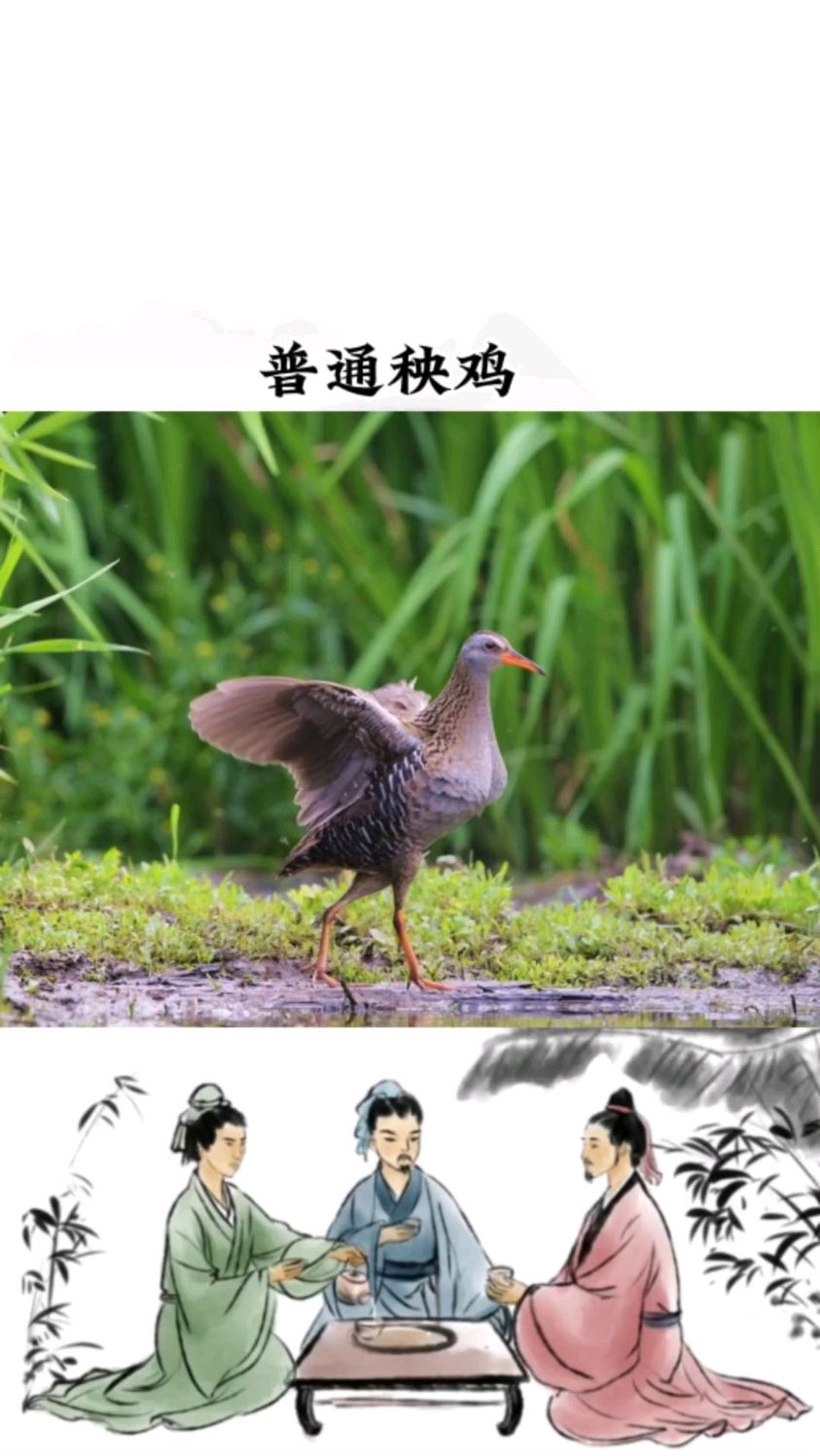 普通秧鸡分布于欧亚大陆和非洲。在中国繁殖于北方多地,越冬于东南至西南地区。