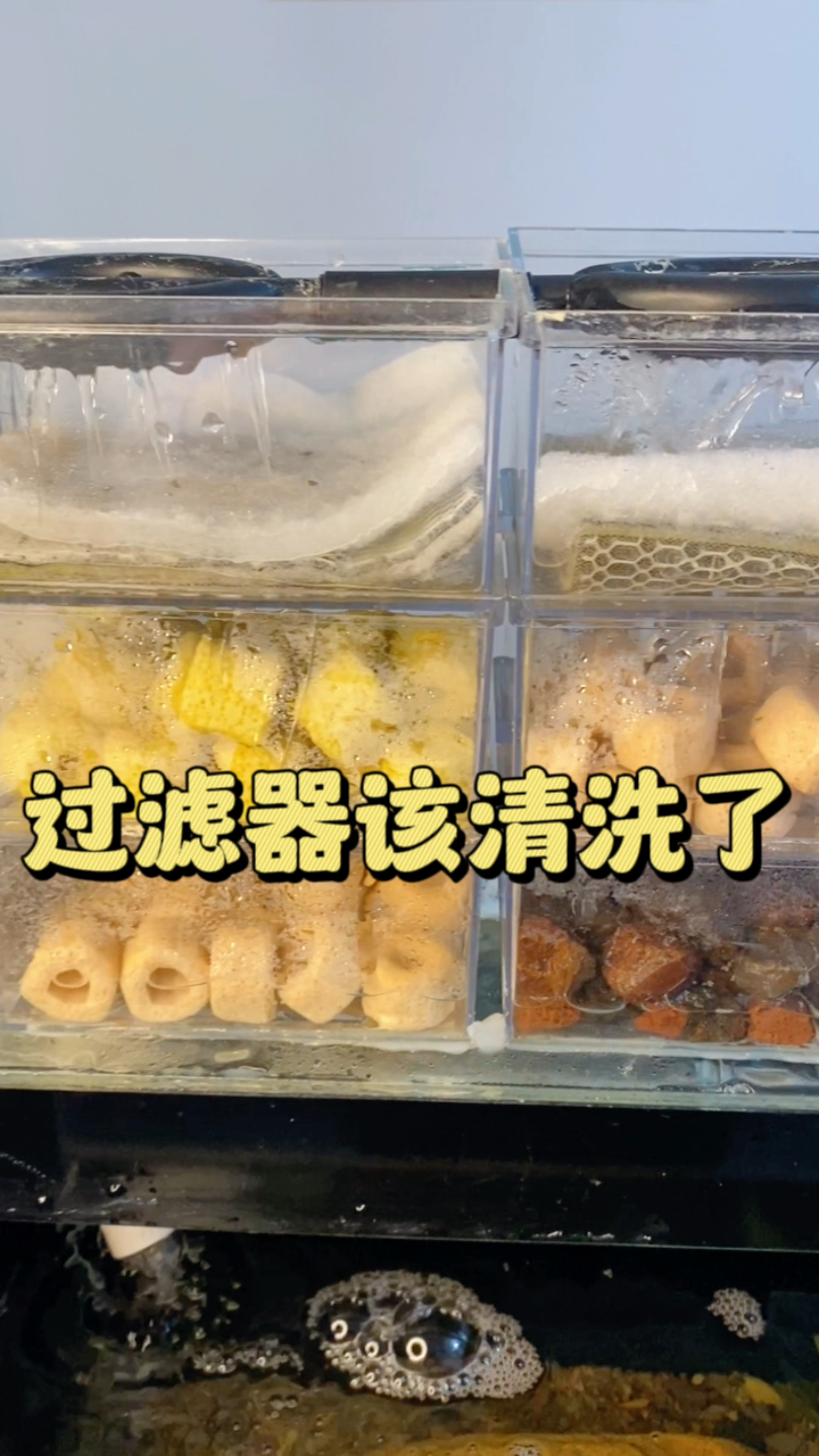 鱼友们,你脏脏的过滤器该清洗了吧?#水族#过滤器 #养鱼日记
