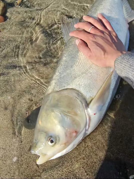 各位猜猜有多少斤#大鱼# #钓鱼的乐趣只有钓鱼人懂#