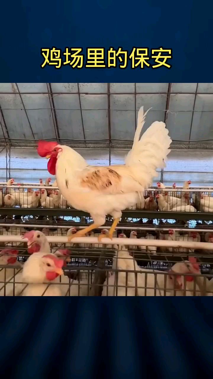 鸡场里的保安