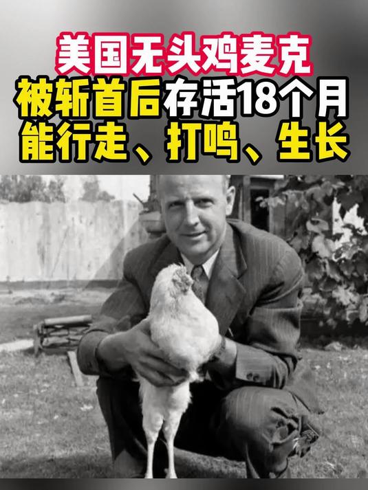 1945年无头鸡麦克,断头后活蹦乱跳18个月,甚至开启巡回演出