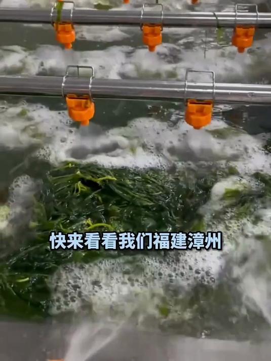 秋冬来碗热乎的海带苗汤,暖胃更暖心
