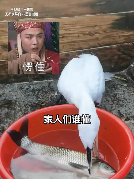 鱼鹰吃鱼,为什么一次能吃这么多条?