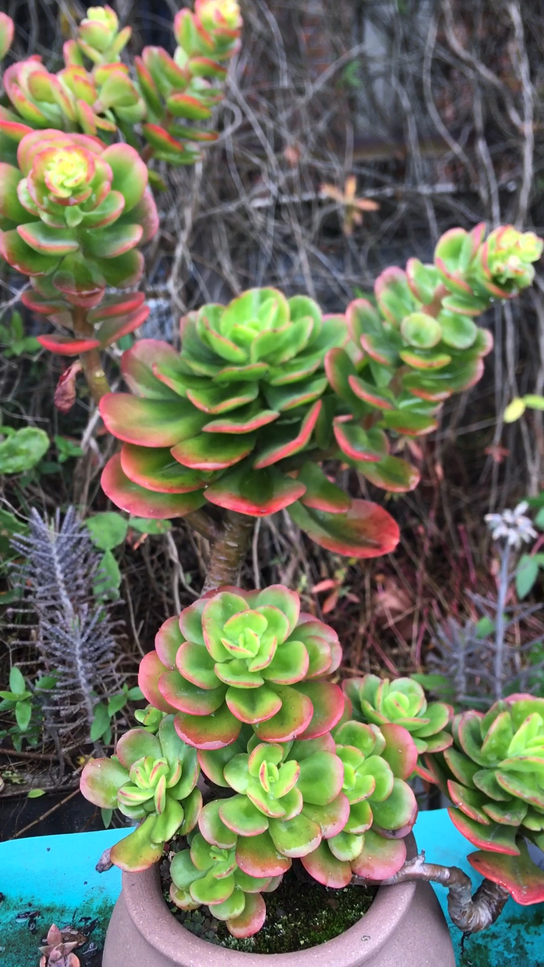 世上两棵最美的多肉红梅被我发现了,就问你们喜不喜欢