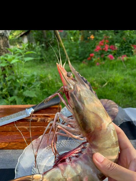 这黑虎虾冻过还这么鲜!解冻即烹超方便