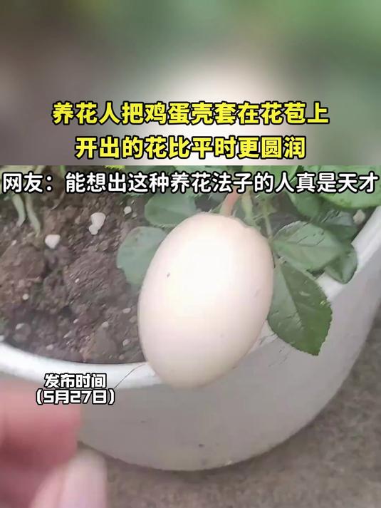 养花人把鸡蛋壳套在花苞上，开出的花比平时更圆润
