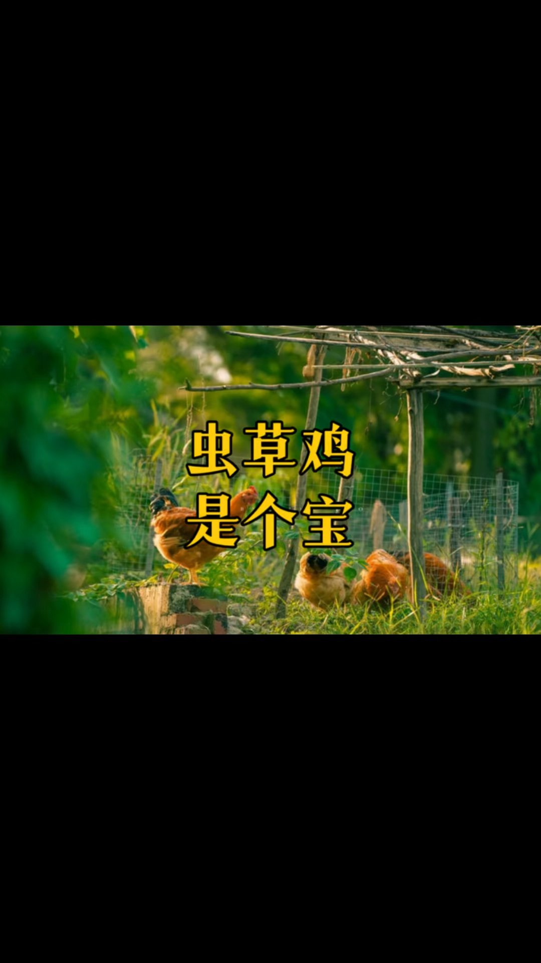 虫草鸡是个宝