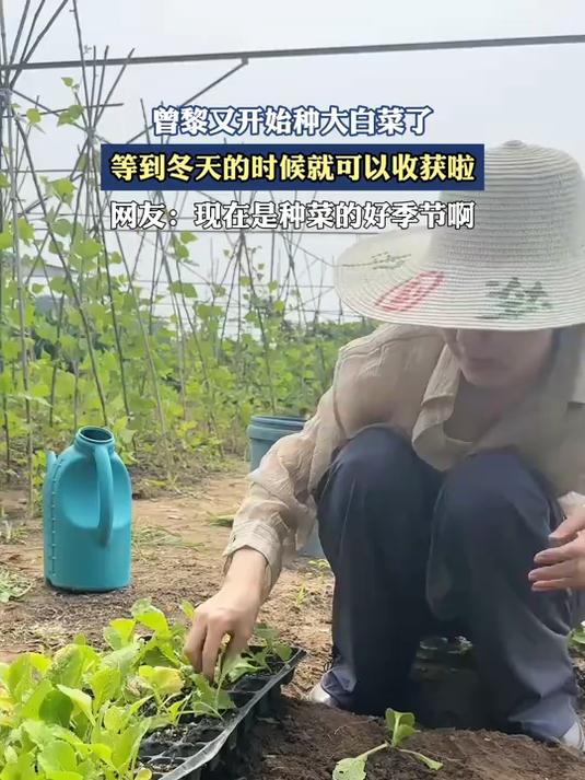 曾黎又开始种大白菜了,等到冬天的时候就可以收获啦