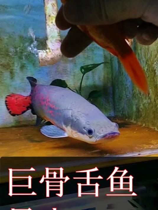 俗称：海象。学名：巨骨舌鱼，也叫《巨龙》属于热带流域大型鱼类