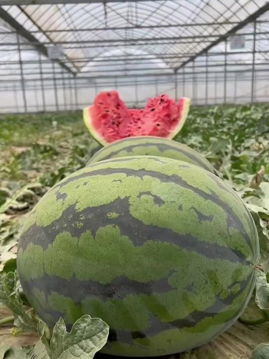 甜王西瓜凭啥火?甜度爆表,水分充足夏日必备佳果