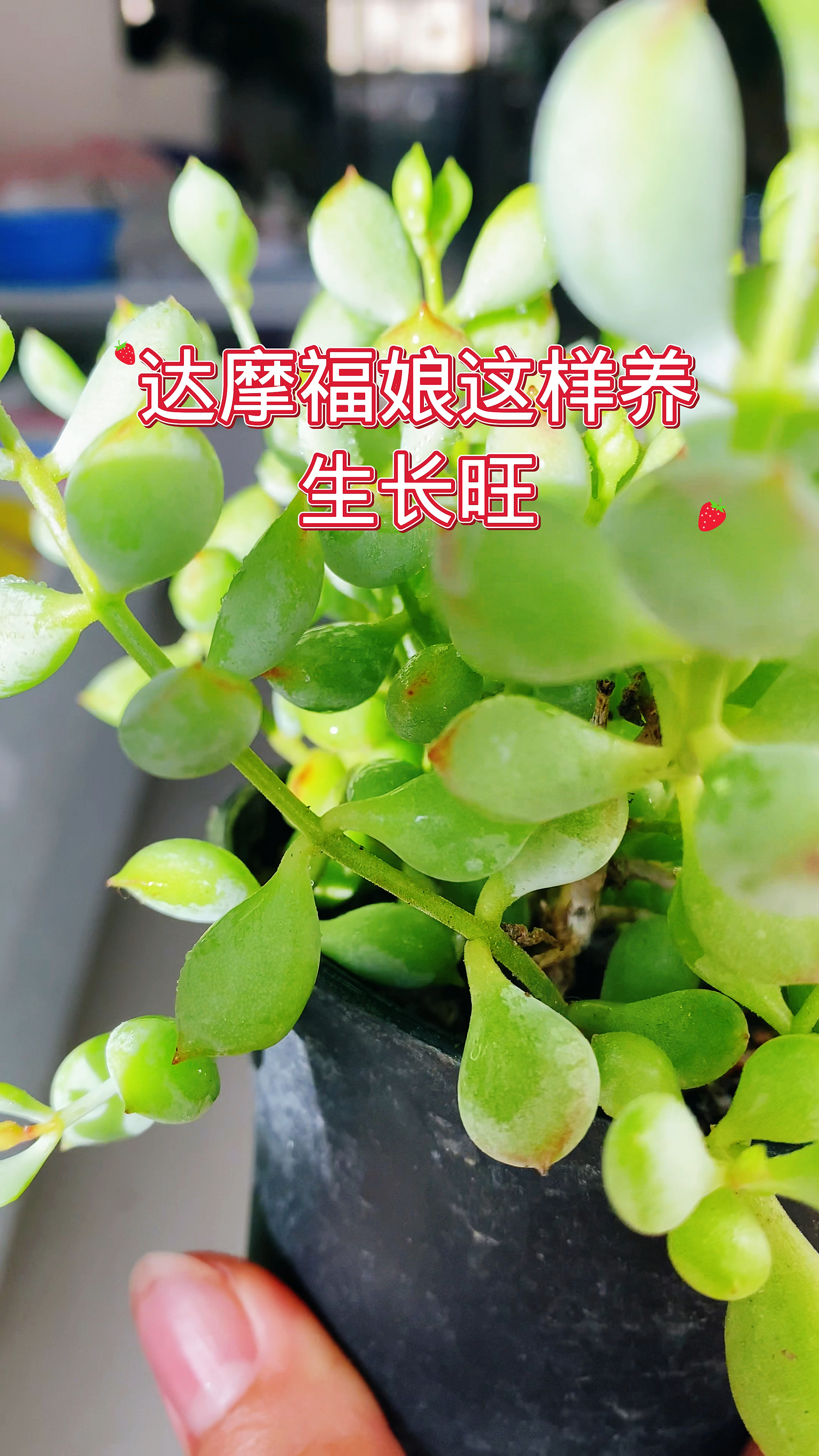 达摩福娘这样养,生长旺