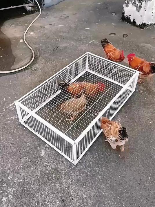 养鸡养鸽子都可以使用这个只进不出的笼子,加密间距每次灵敏活络