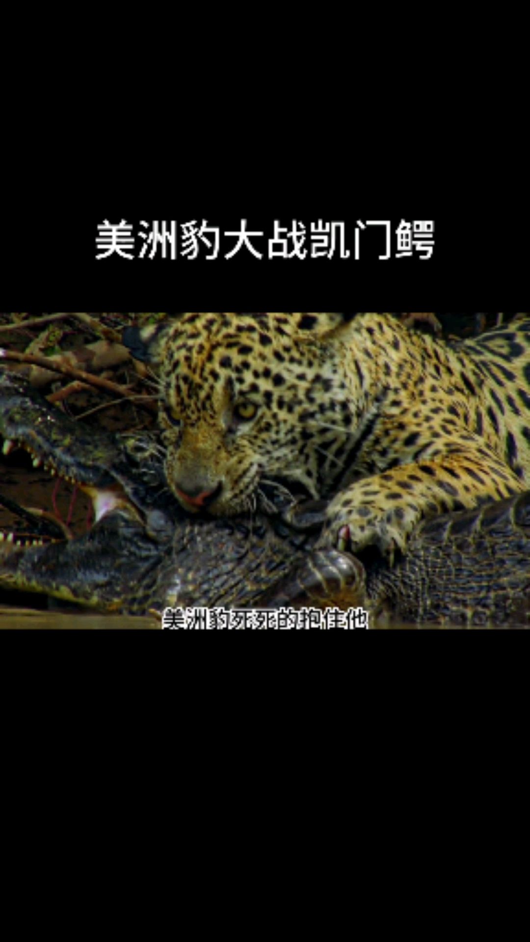 美洲豹大战鳄鱼
