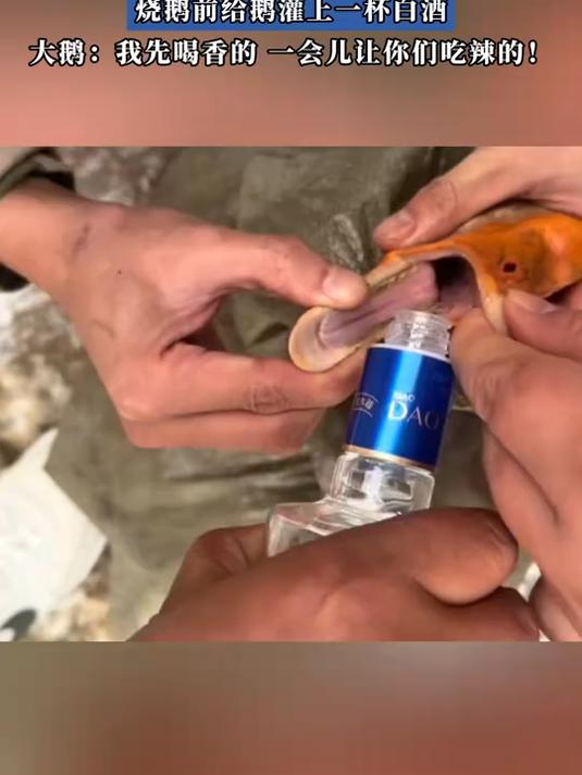下雪后东北的网友准备铁锅炖大鹅,烧鹅前给鹅灌上一杯白酒