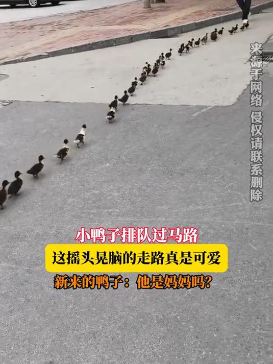 小鸭子排队过马路,这摇头晃脑的走路真是可爱,新来的鸭子:他是妈妈吗?