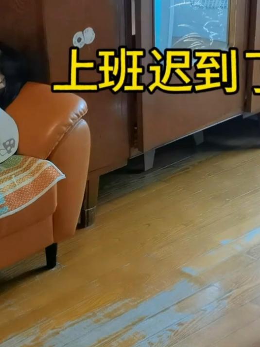 女子家里养了只“好脾气”的大公鸡,既听话又黏人还不叨人