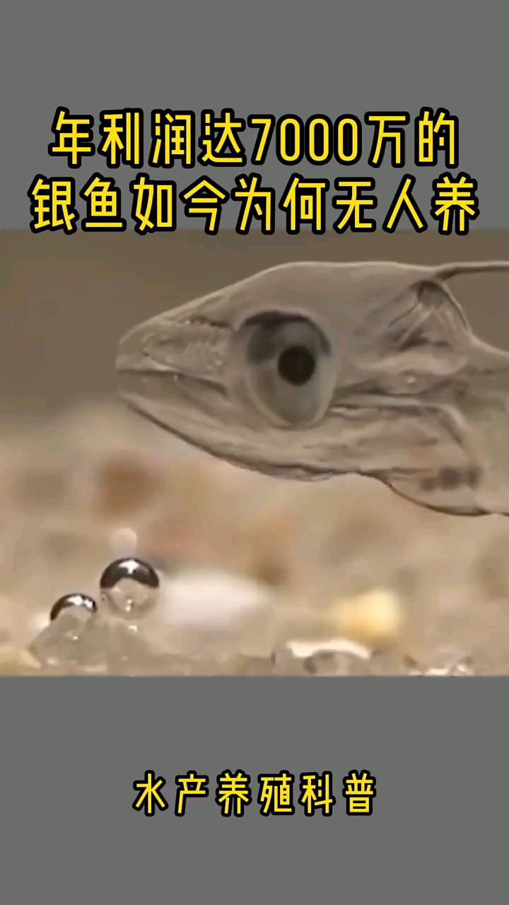 银鱼利润高,为什么不让养