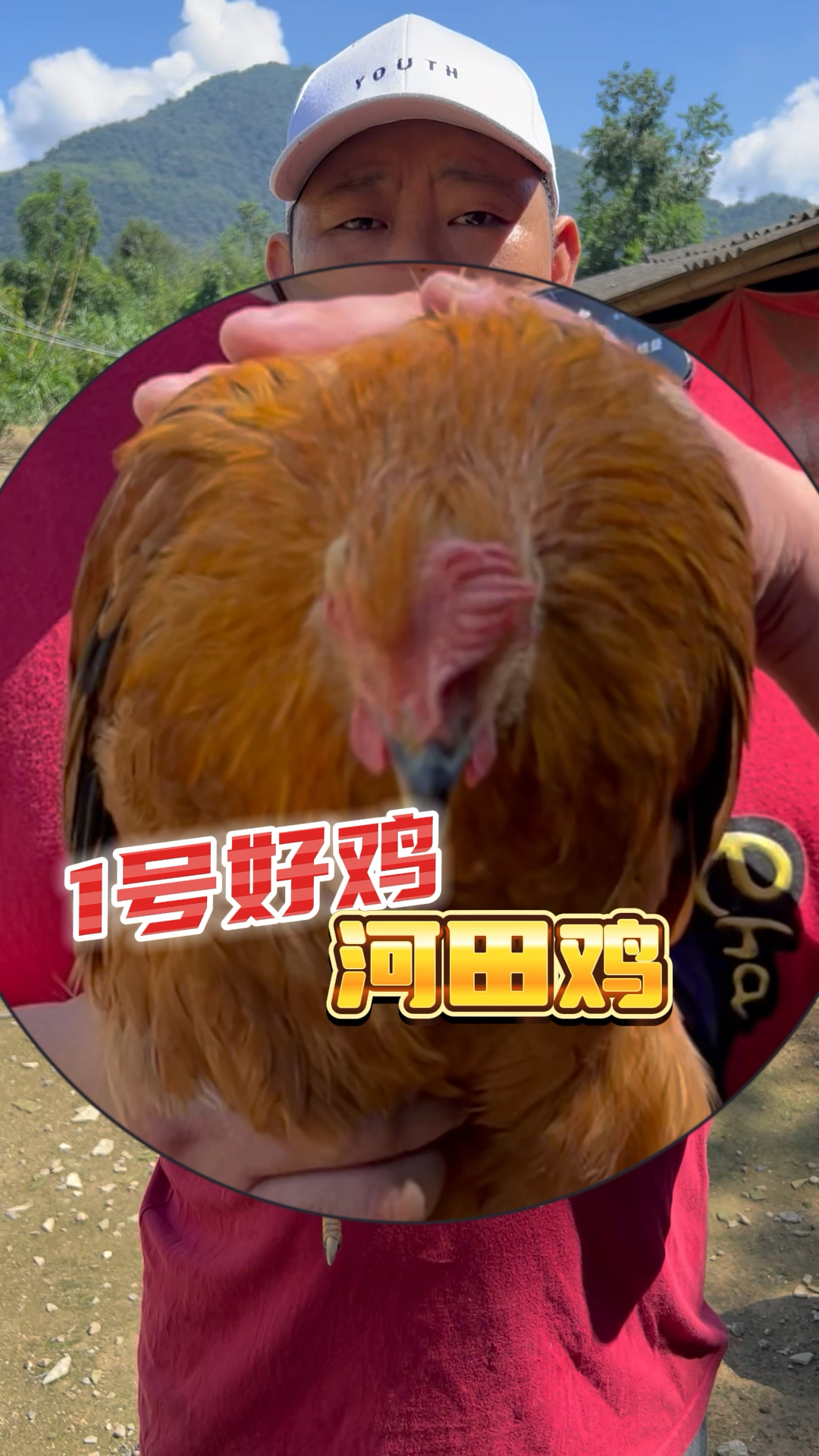 咱们的1号好鸡 长汀河田鸡 紧实不柴 您真的要试试