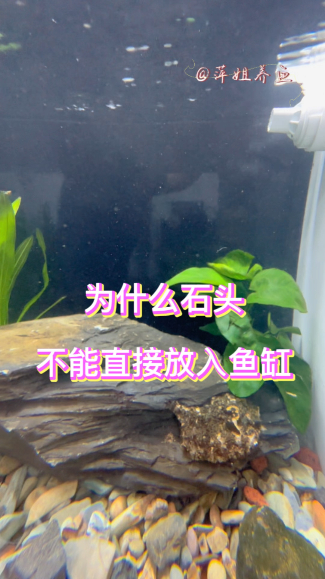 为什么石头不能直接放入鱼缸?#水族 #养鱼日记 #鱼缸里的大自然