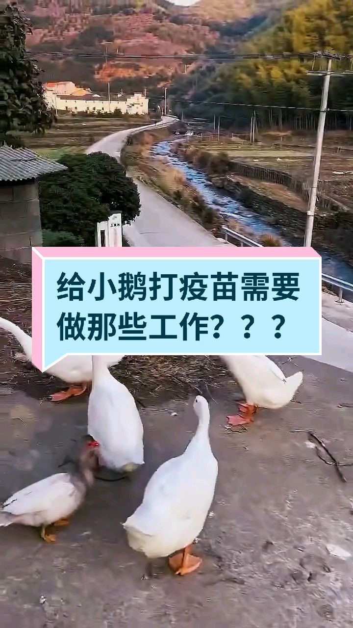给小鹅打疫苗需要做那些工作?