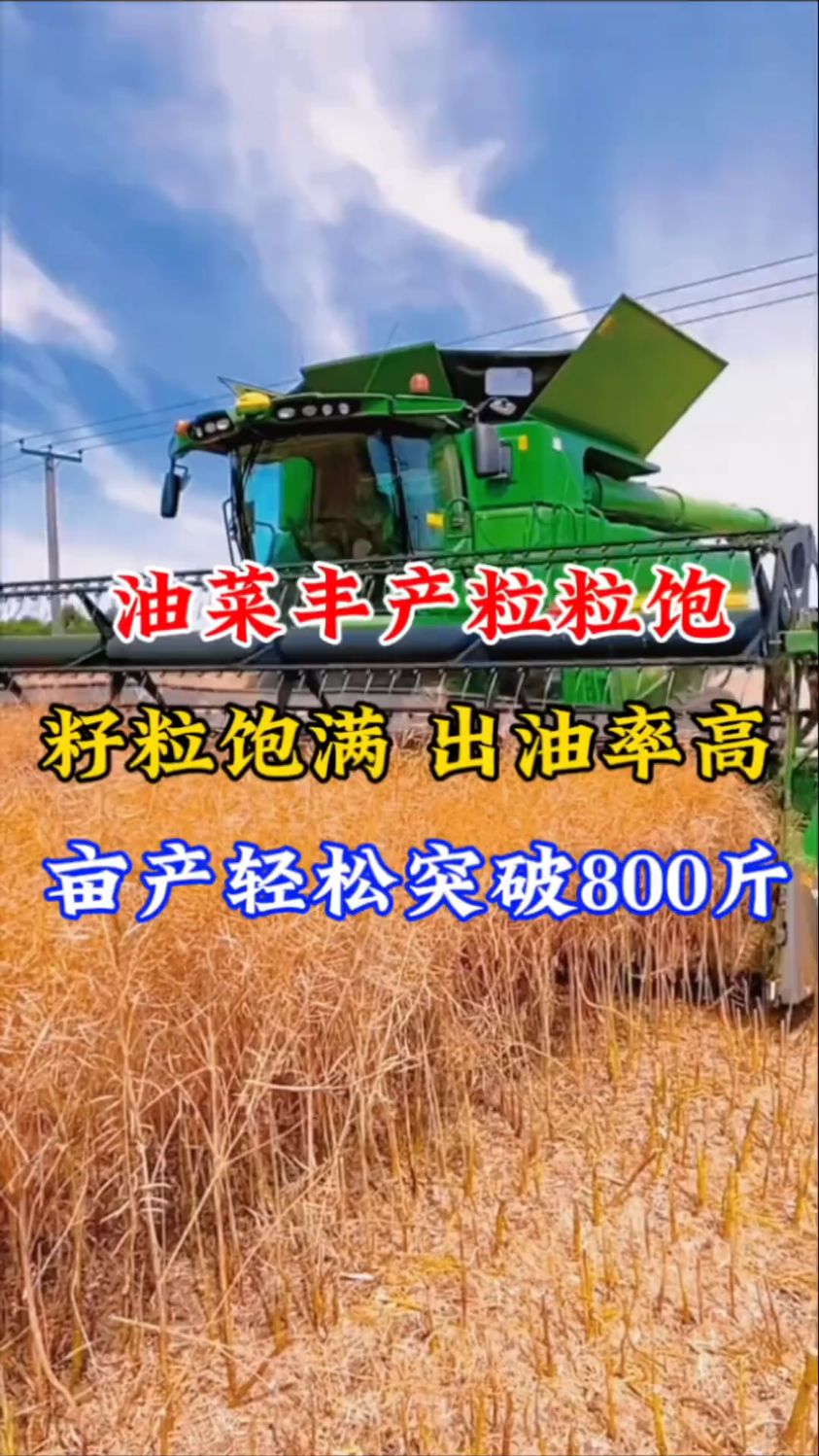 油菜高产就用油菜丰产粒粒饱