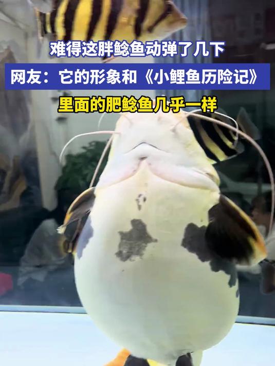 难得这胖鲶鱼动弹了几下 网友:它的形象和《小鲤鱼历险记》里面的肥鲶鱼几乎一样