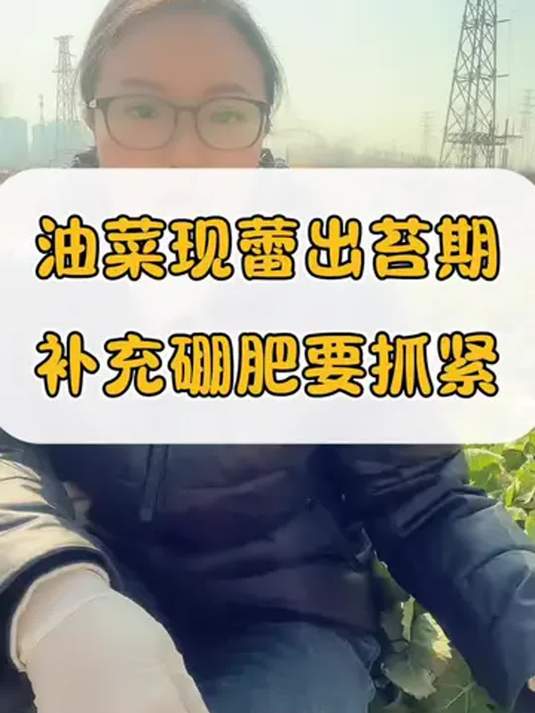 油菜现蕾出苔期 流体硼快补 促高产有招